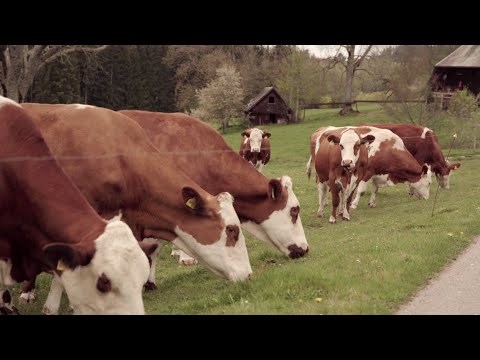 Grünland liefert ganzjährig Futter für Rinder