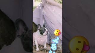 【frenchie】推しの子が可愛くてごめん😂#shorts 　　　　　　　　　　　　　　　       "Sorry, but the one I stan is just too cute."