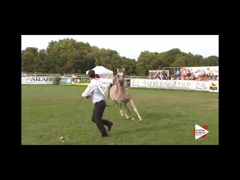 wortex kalliste #paraolimpiadi