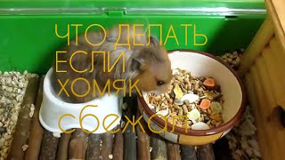 Что делать если хомяк сбежал из клетки Как его найти