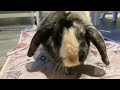 Snickers Eating Blueberries