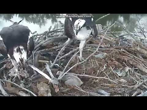Boulder County Osprey Cam - Stick antics - chick stepped on