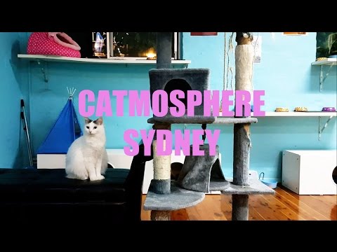 Catmosphere Cat Café in Sydney