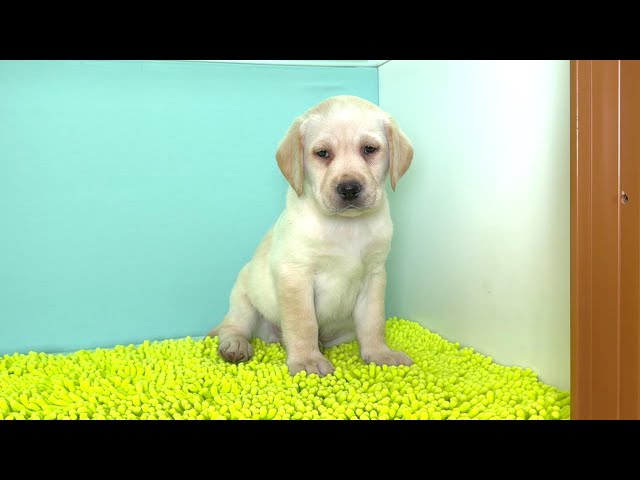 (子犬) 犬種:ラブラドール・レトリーバー 男の子 ブリーダー マロニエケンネル MARRONNIER KENNEL k4052の画像