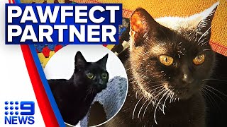20-year-old cat Pippin keeps outliving its owners | 9 News Australia