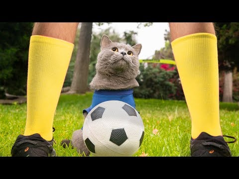 World Cup Cats