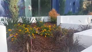 Garden Impact Through Color