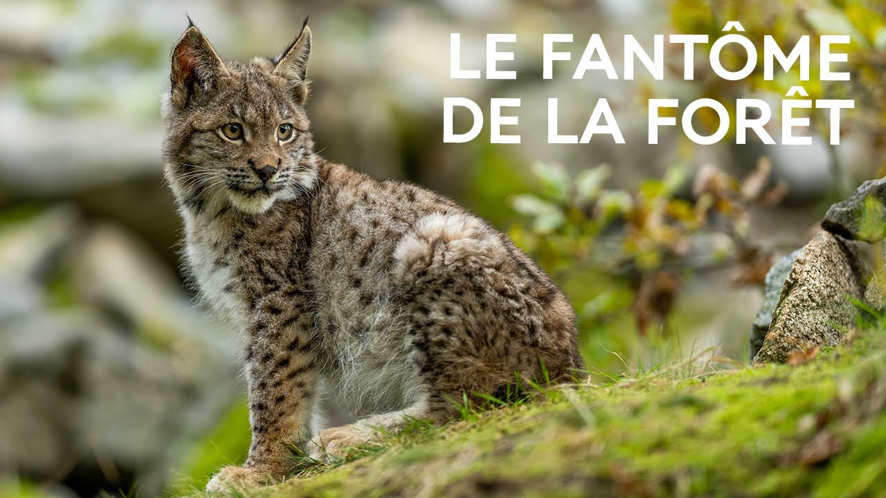 Conférence | Lynx boréal : comment protéger le plus grand félin d’Europe