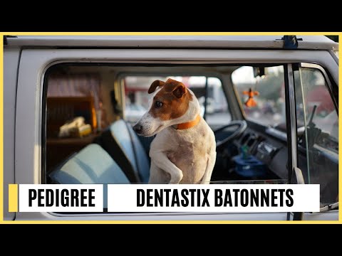 Pedigree Dentastix : arnaque ou vraiment efficace ?