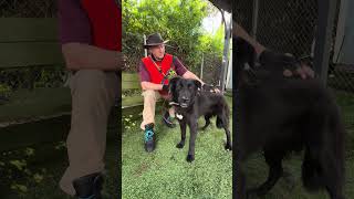 Video preview image #1 Mutt Puppy For Sale in Pasadena, CA, USA