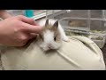 タイニーラビット ロングヘアベビー♂ 激かわっ❤のYouTubeサムネイル画像