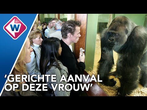 Bokito ontsnapt van gorilla-eiland Diergaarde Blijdorp en valt vrouw aan