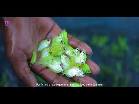 The Secret to Building a Successful Ornamental Fish Farming Business