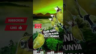 Download lagu Masteran Pleci Terbaru !!! mp3