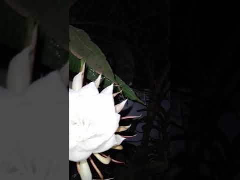 queen of the night flower. 1st bloom.