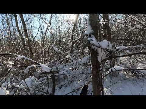 Lov na divlje svinje-Psi u akciji a, divlja svinja u blizini!