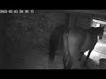 Horse Taking A Dump