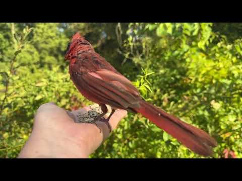 Hand-feeding Birds in Slow Mo - Northern Cardinal
