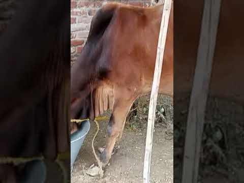 eid ul azah ka li janwar