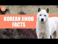 Korean Jindo Dog Breed: 10 Amazing Facts You Must Know