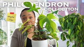 DEEP DIVE & GROWING TIPS|| Philodendron Collection