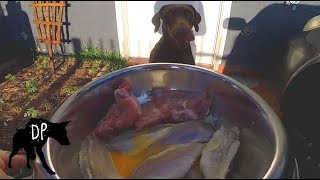 Download lagu Doberman eating raw fish and pork | Raw Feeding Vlog mp3 Download lagu Doberman eating raw fish and pork | Raw Feeding Vlog mp3