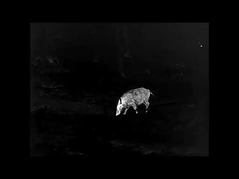 LIEMKE Keiler 35 Pro 2019 Test im Revier mit Schwarzwild, Rehwild, Fuchs und Enten