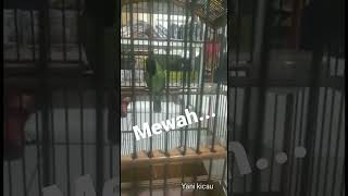 Download lagu c hijau isian pijantung sambung kapas tembak mp3 Download lagu c hijau isian pijantung sambung kapas tembak mp3