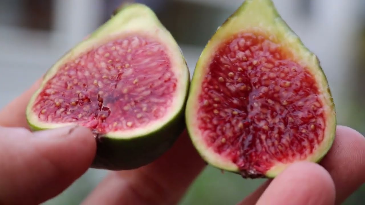 A Preliminary Review of the Nuestra Senyora del Carmen Fig