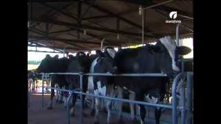 09/06/2014 - Aves, Mosca-dos-chifres, Mastite - Ourofino em Campo