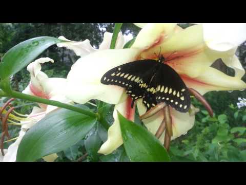 Orienpet Lilies & Black Swallowtail