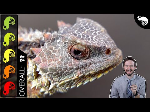 Horned Lizard, The Best Pet Lizard?
