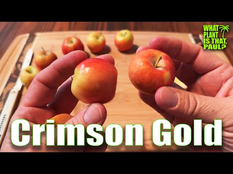 Crimson Gold Apple ( Minneopa Orchards) Tasting and Review