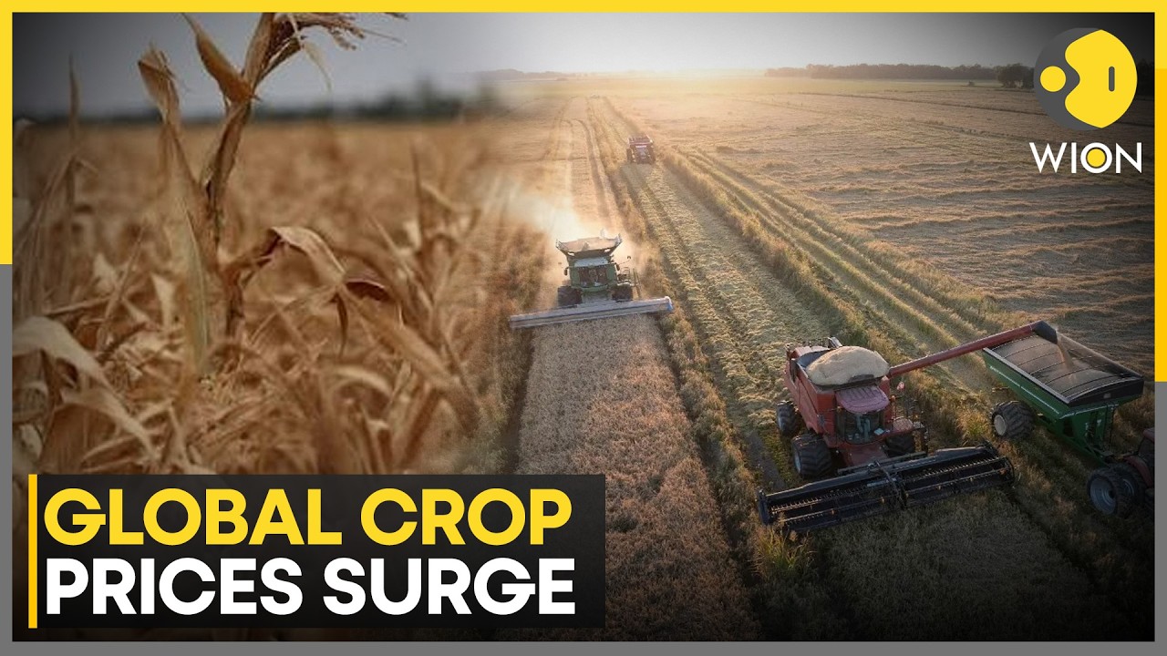 Global Crop Index Jumps 13% in The Third Quarter | WION News