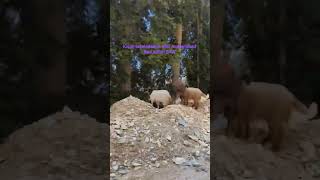 Download lagu kisah keteladanan nabi muhammad Rasulullah SAW mp3 Download lagu kisah keteladanan nabi muhammad Rasulullah SAW mp3