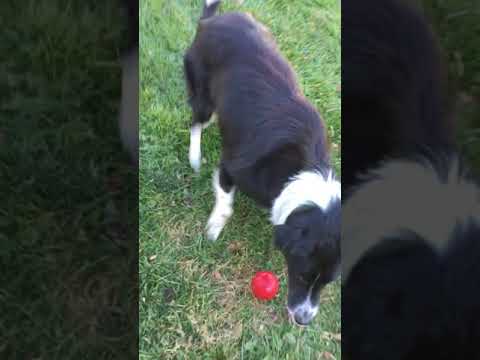Lady, an adopted Border Collie in Cincinnati, OH_image-1