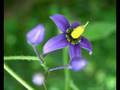 rhea's obsession - Nightshade 