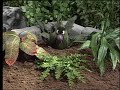Classic Sesame Street Benny Meets Stinky The Seeweed Sorting Song
