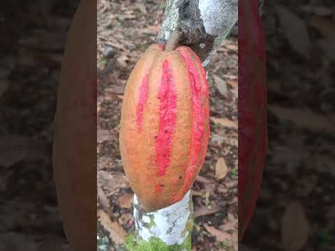 CACAO CHOCOLATE ARTESANAL LA CEIBA - MARKETING MIX