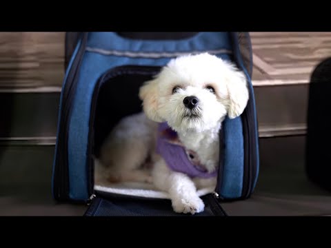 Leo Lafitte: Starboy in Storyville - S1 E2 Trailer