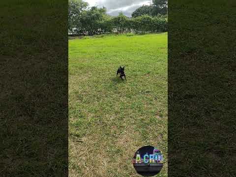 Perlita y Bella en La Cruz, Guanacaste #dog #pets #pet #travel #petshub #petlover #petlovers #dogs