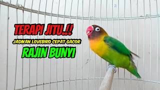 Download lagu Lovebird FIGHTER Ngekek Panjang JAGO Memancing BUNYI, TERAPI JITU Agar Cepat BUNYI mp3