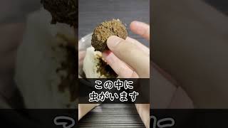 アフリカの不思議なカナブン