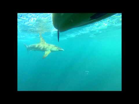 Kayak Fishing: Hammerhead Shark Stalks Kayakers - Pushin' Water Kayak Charters