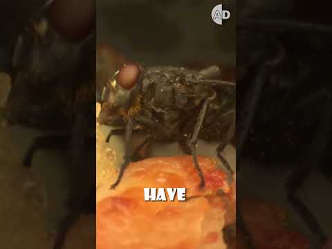 Should You Eat Food After a Fly Lands On It? ? 🍽️🪰