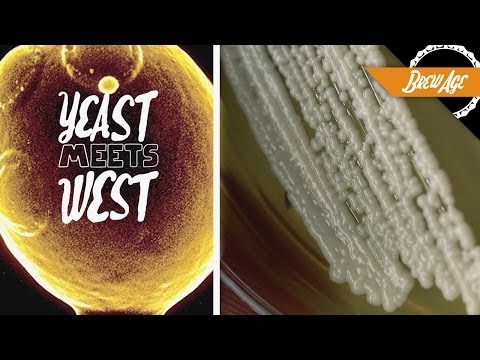 Yeast Meets West