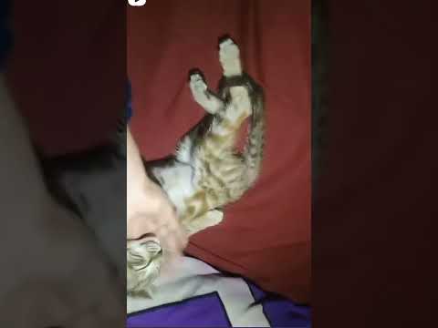 cute cat 😸🐈🐈😸🐈🐈😸