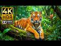 ULTIMATE WILDLIFE DEMO IN 4K HDR | HYPER-REAL ..