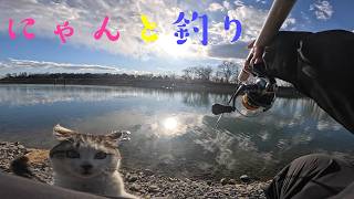 管理釣り場で釣りをしていたら、にゃんこがカメラ目線でお膝の上に乗ってきた！！！【エリアトラウト】【管理釣り場】【なら山沼漁場】