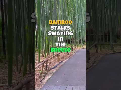 Did you know 🇯🇵